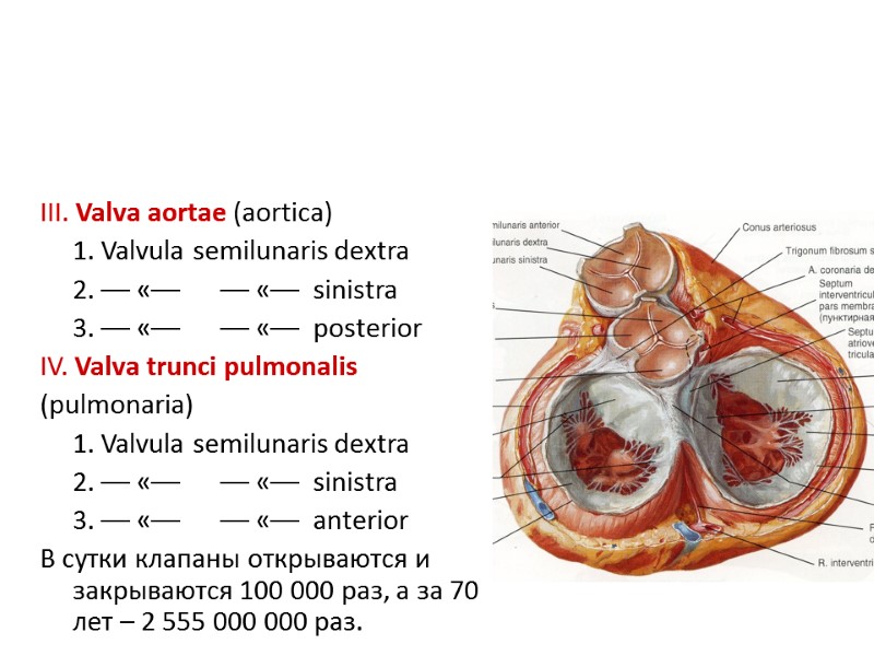 III. Valva aortae (aortica)  1. Valvula semilunaris dextra   2. –– «––